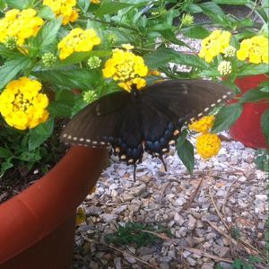 Meet your Posher, Donna